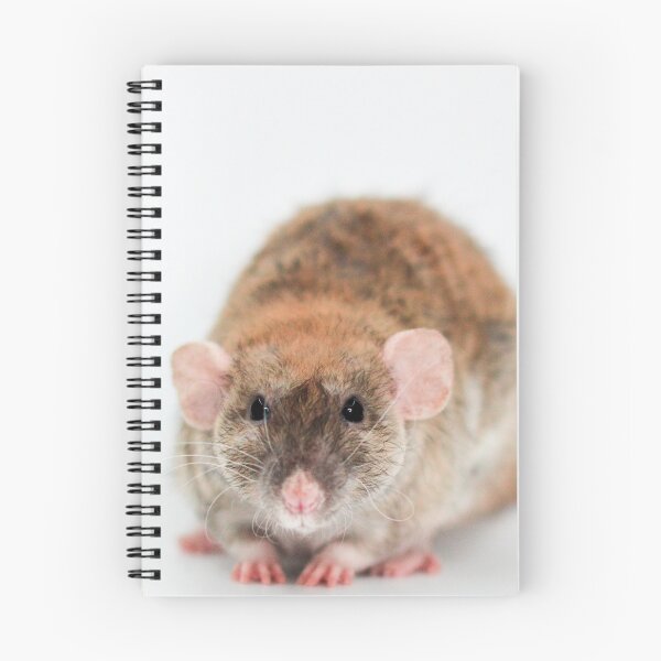 Item preview, Cute Fluffy Rat designed and sold by Bogglesandboops.