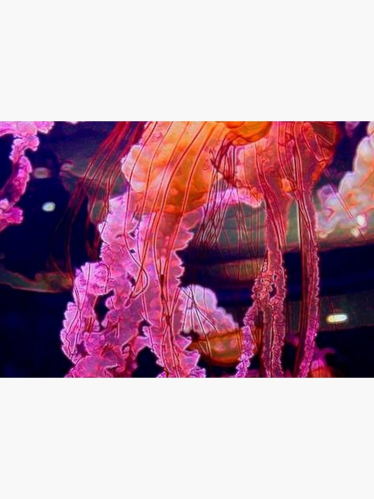 BOX JELLYFISH by michaeltodd