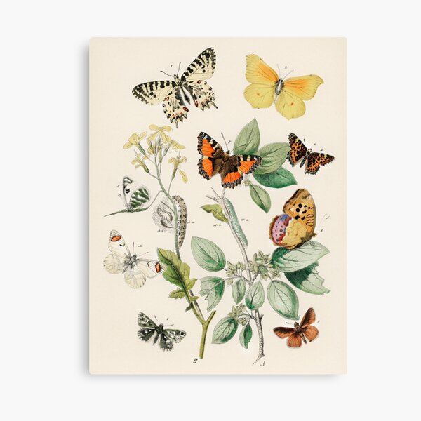 European Butterflies Scientific Illustration by WF Kirby Cottagecore Aesthetic Art Canvas Print