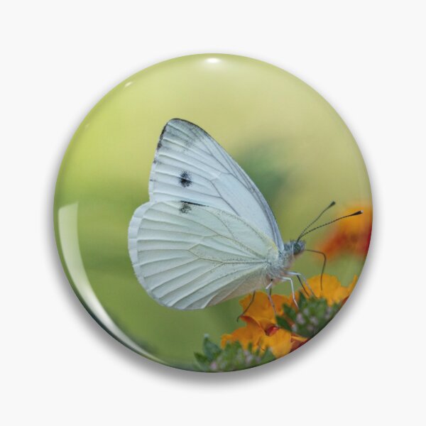 Item preview, White cabbage butterfly  designed and sold by pietrofoto.