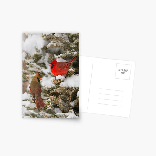 Item preview, Christmas card with cardinals designed and sold by MIRCEA COSTINA.