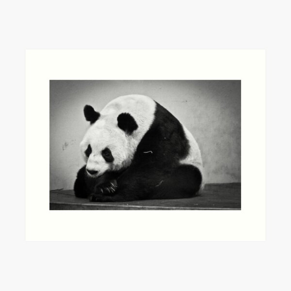 Tian Tian Art Print