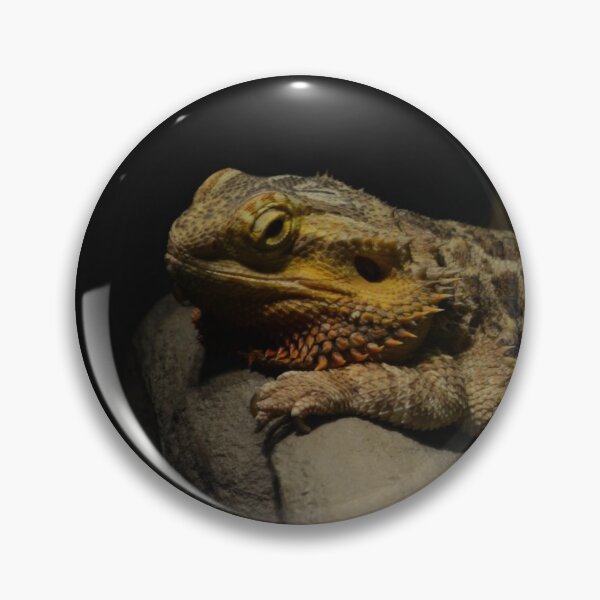 Item preview, Bearded Dragon 2 designed and sold by teacup21.