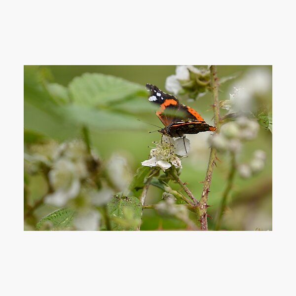 Red Admiral Butterfly on a Blackberry Flower Photographic Print