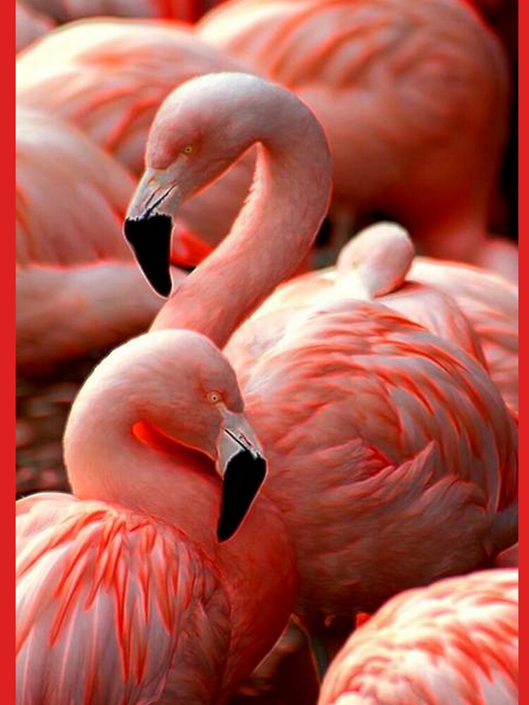 FLAMINGOS by michaeltodd