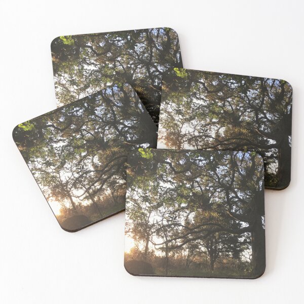 Item preview, Forest in sunset light designed and sold by Naturevibez.
