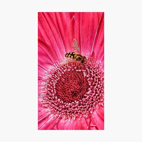My Kingdom Photographic Print