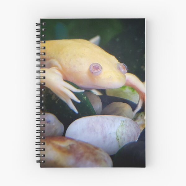 Item preview, African Clawed Frog designed and sold by Dead-Moroz.