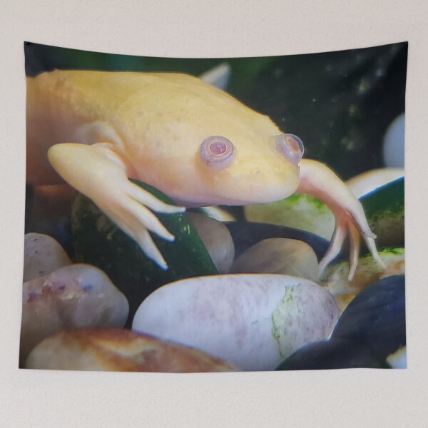 Item preview, African Clawed Frog designed and sold by Dead-Moroz.