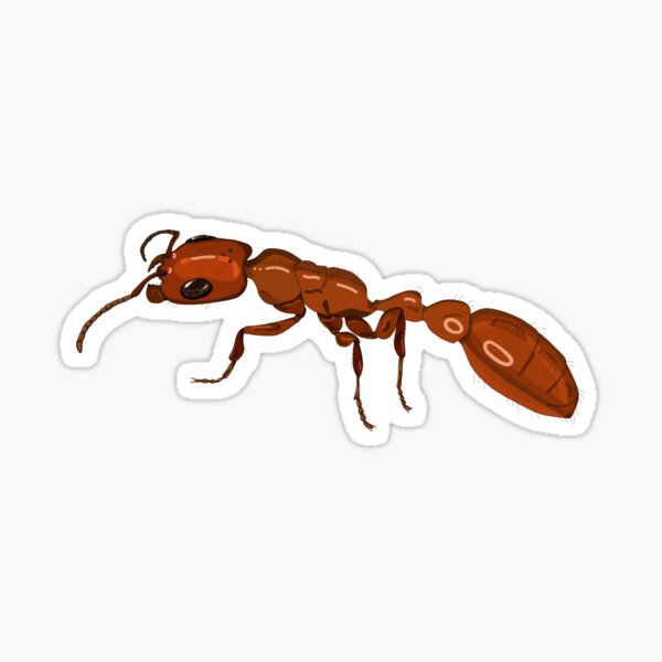 Twig Ant (Pseudomyrmex apache) Sticker