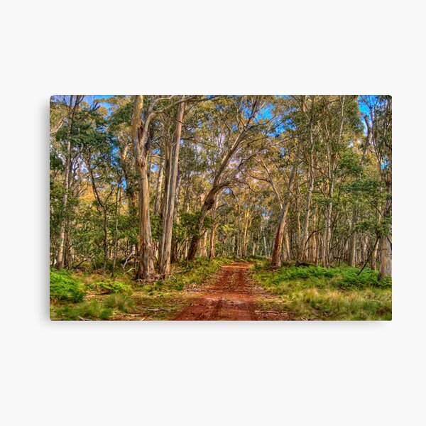 Item preview, Gum Tree Magic - Coolah Tops National Park NSW - The HDR Experience designed and sold by Salieri1627.
