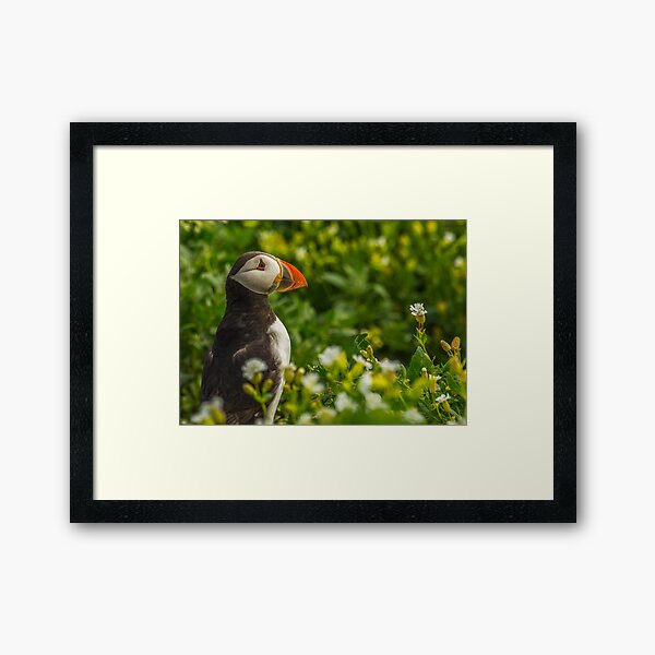 Puffin Framed Art Print