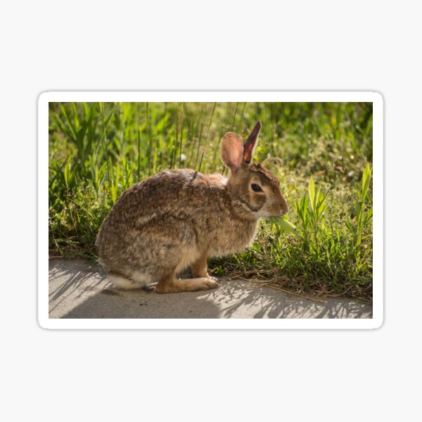 Sleepy Bunny Having a Snack Sticker