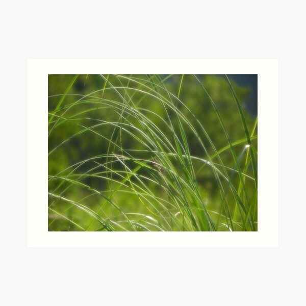 Lying low on a hot & humid day I Art Print