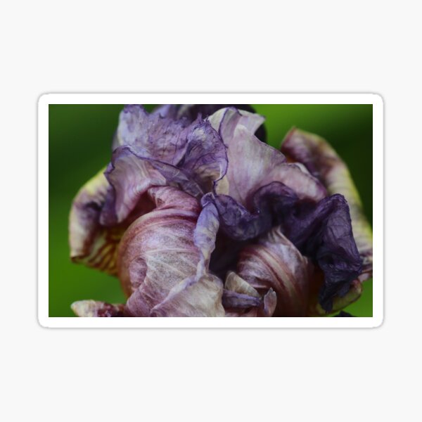 End Of An Iris Sticker