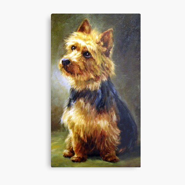 Australian Terrier Dog Portrait Metal Print