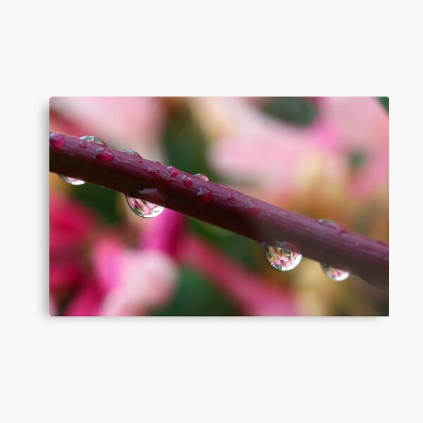 Honeysuckle Reflections Metal Print