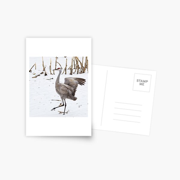 Item preview, Dancing Sandhill Crane designed and sold by Thomasyoung.