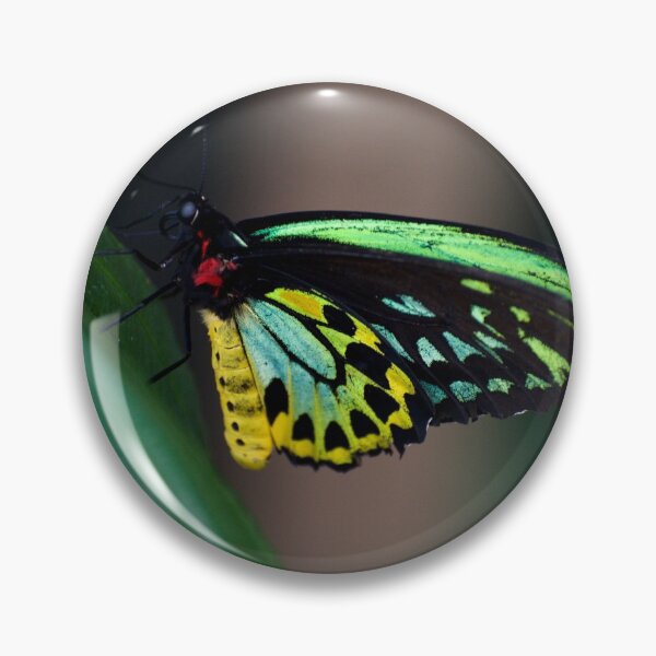 Item preview, Colour On The Wing designed and sold by GP1746.