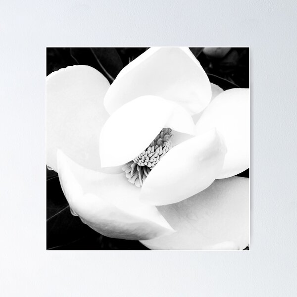 Item preview, Magnolia Blossom in Black and White designed and sold by CLManey.