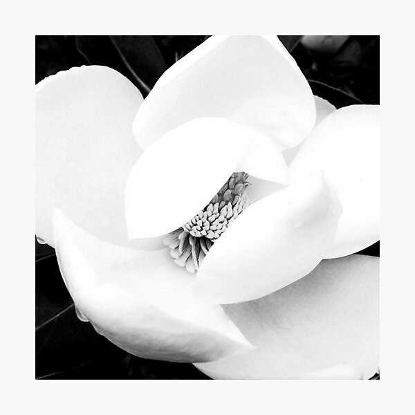 Item preview, Magnolia Blossom in Black and White designed and sold by CLManey.