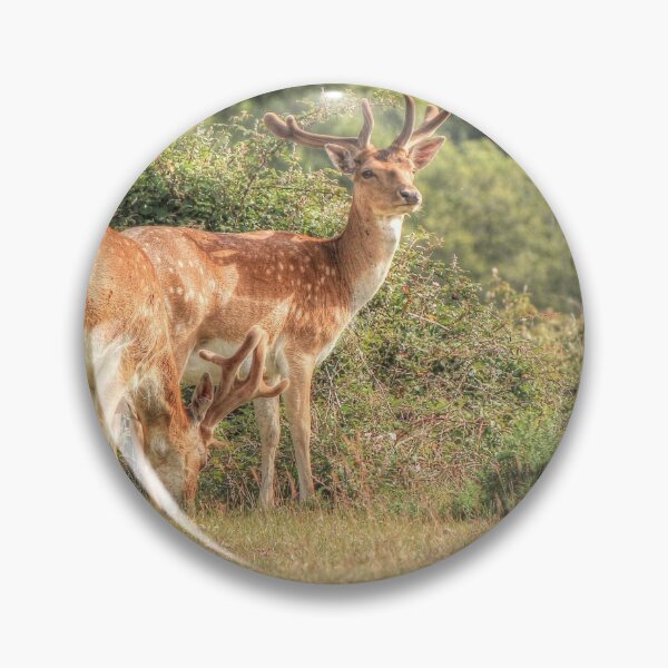 Item preview, Two Fallow deer designed and sold by explorephotos.