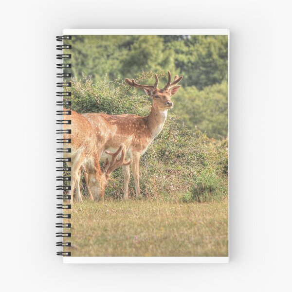 Item preview, Two Fallow deer designed and sold by explorephotos.