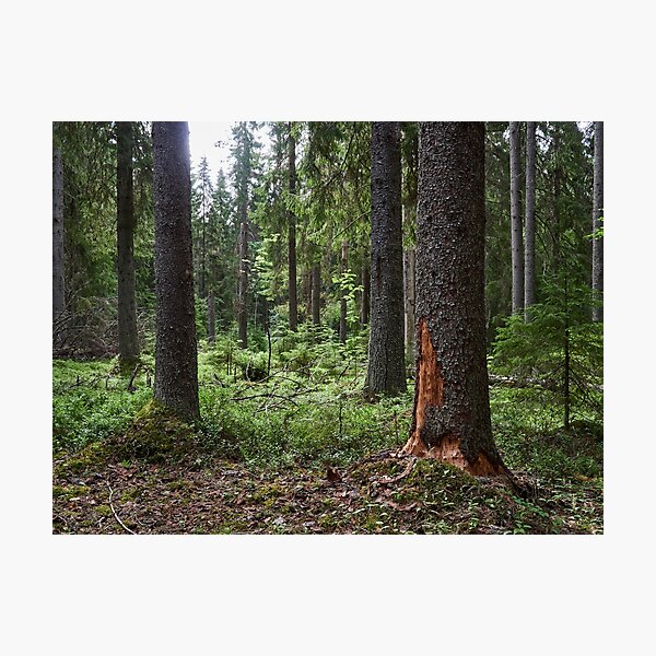 Black woodpeckers forest Photographic Print