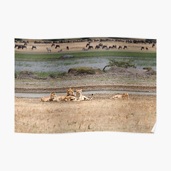 Lion family relaxing Poster