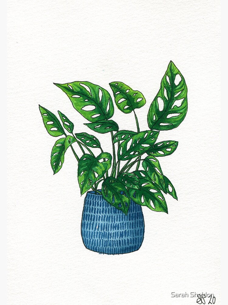 Swiss Cheese Plant Blue pot by avibrantnest