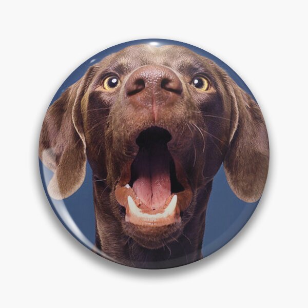 Item preview, Labrador Brown Portrait Showing Tongue blue background and Teeth fit your face and nose designed and sold by Dolphin Graphic.