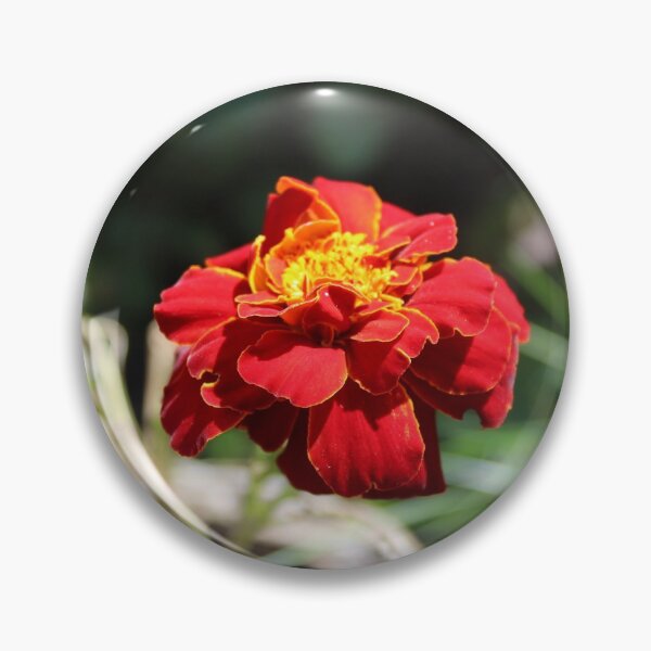 Artikelvorschau,  Botanischer Name - Tagetes Erecta entworfen und verkauft von JW-Fotographs.