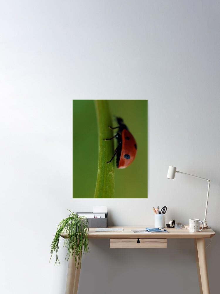 Ladybird, Macro, Still Life, Fine Art, Print, Ladybug climbing leaf,  Nature Poster for Sale by Steven Revia