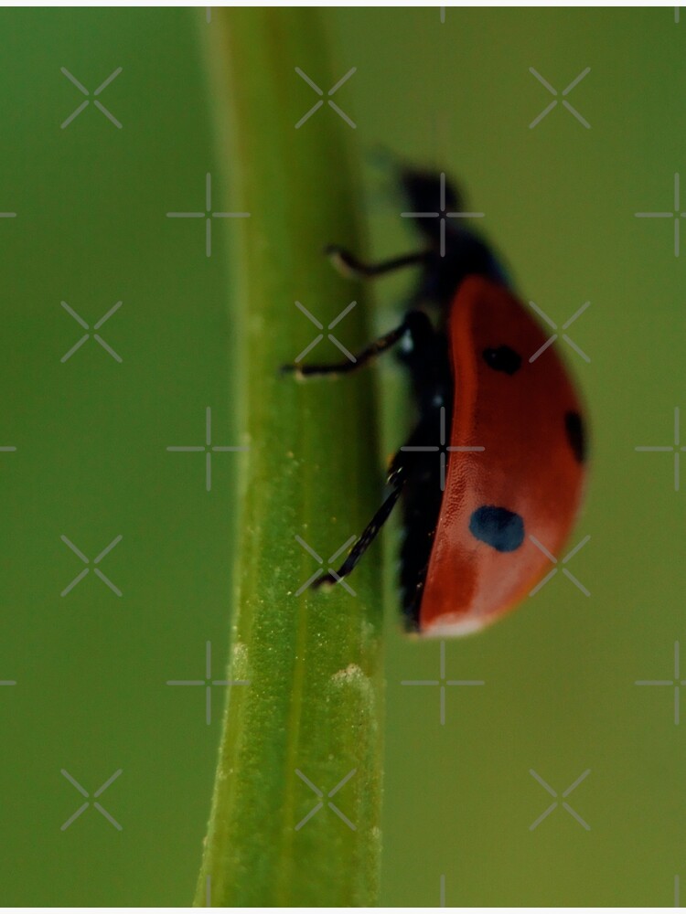 Ladybird, Macro, Still Life, Fine Art, Print, Ladybug climbing leaf, Nature  Poster for Sale by Steven Revia