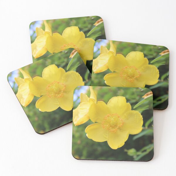 Item preview, Rose of Sharon - St. John's Worts designed and sold by JW-Fotographs.