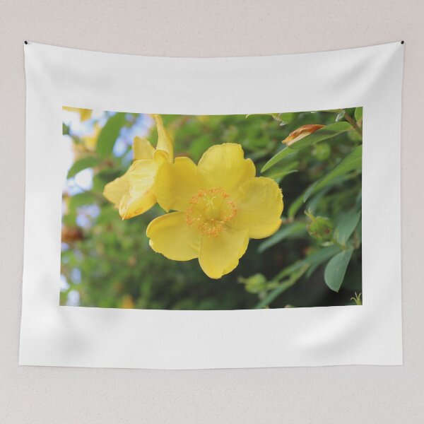 Item preview, Rose of Sharon - St. John's Worts designed and sold by JW-Fotographs.
