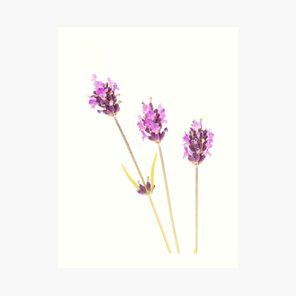 Lavender Art Print