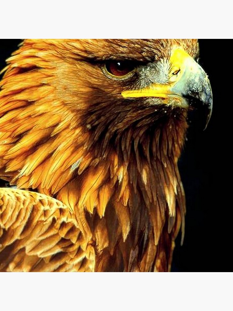 BIRD OF PREY by michaeltodd