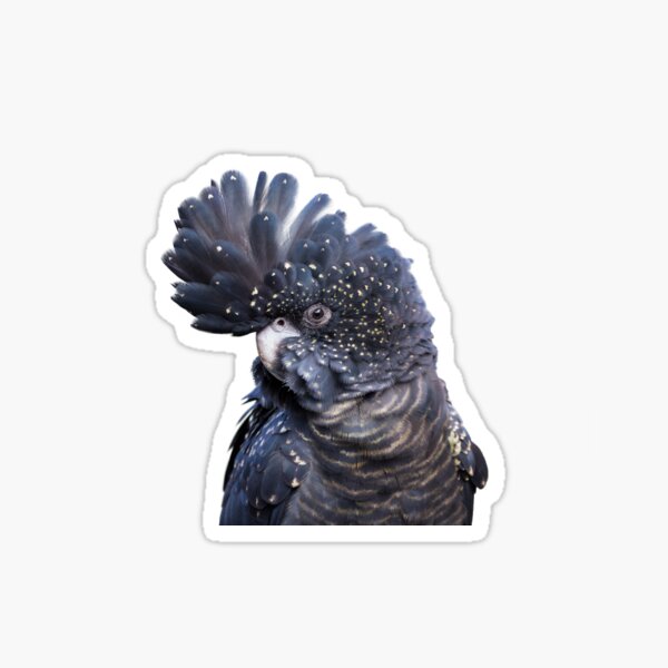 Female Red Tail Sticker