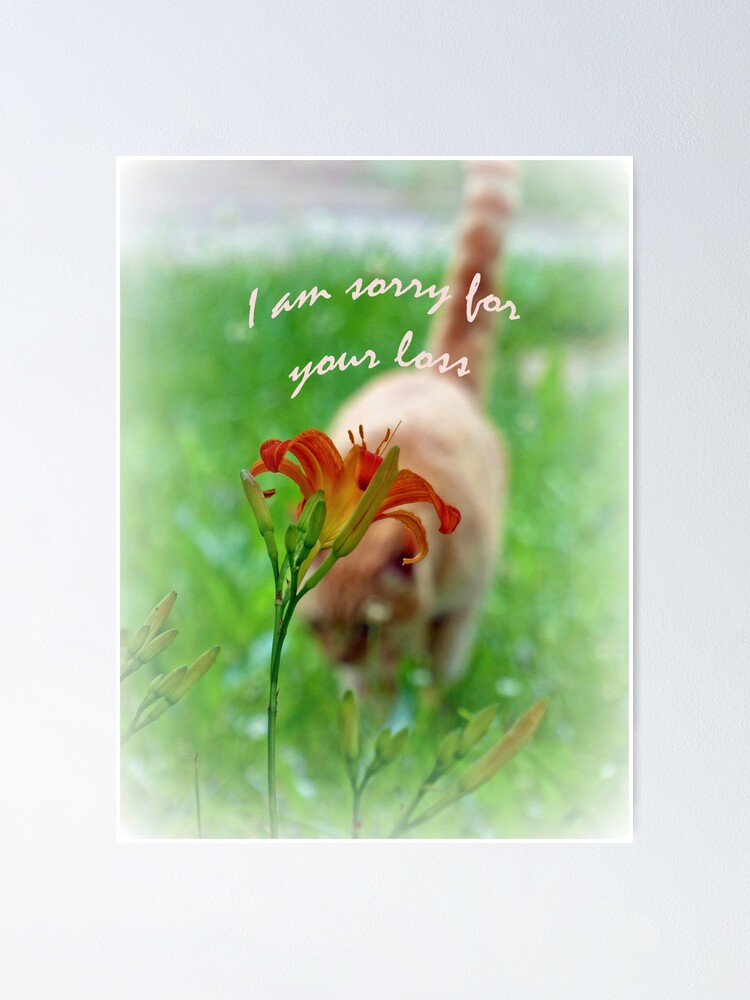 "I am Sorry for your Loss Card" Poster by FrankieCat Redbubble