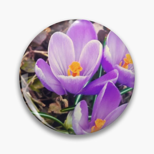 Item preview, Purple crocus designed and sold by PhotosMagirard.