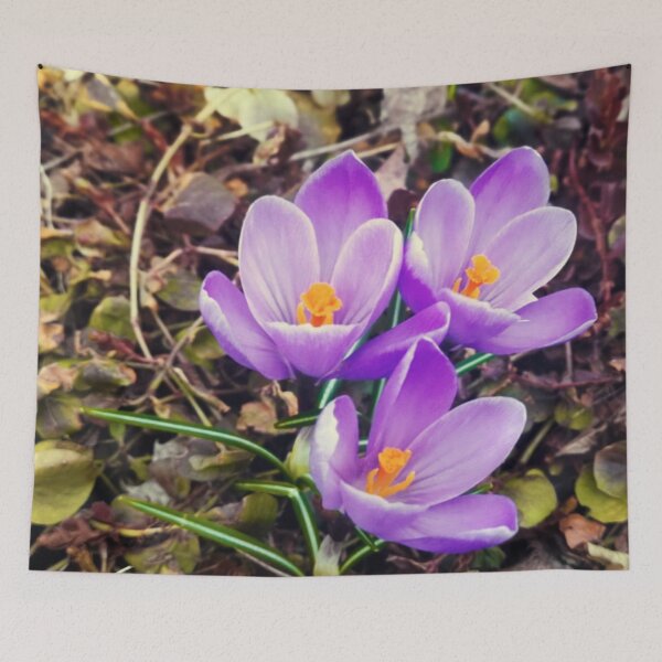 Item preview, Purple crocus designed and sold by PhotosMagirard.