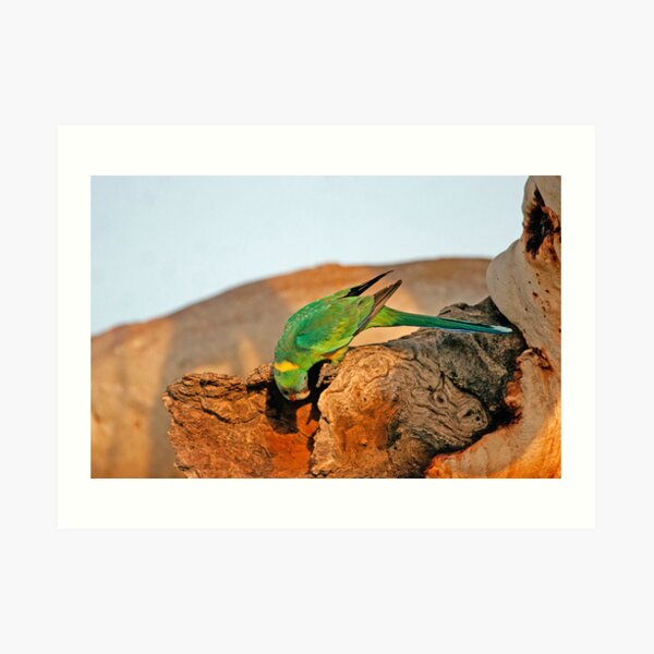 Port Lincoln Parrot Art Print