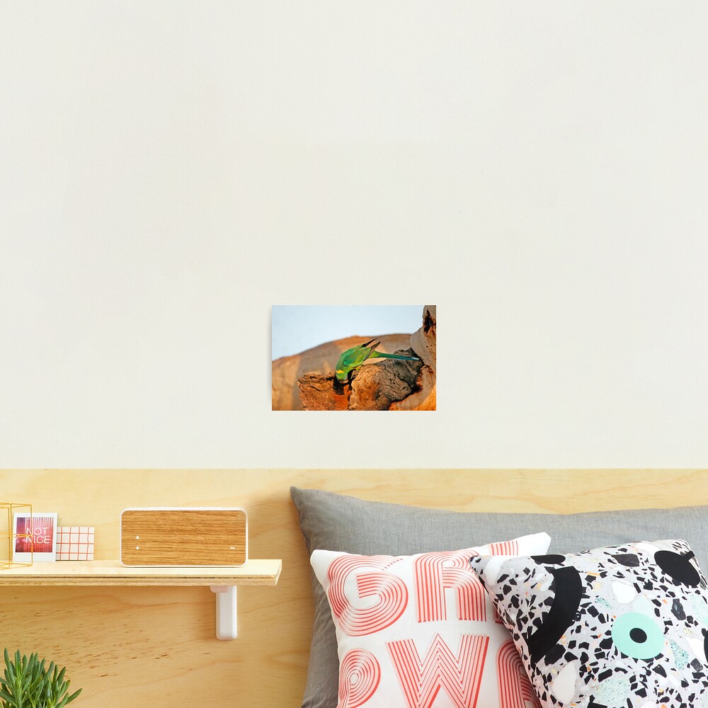 Port Lincoln Parrot Photographic Print
