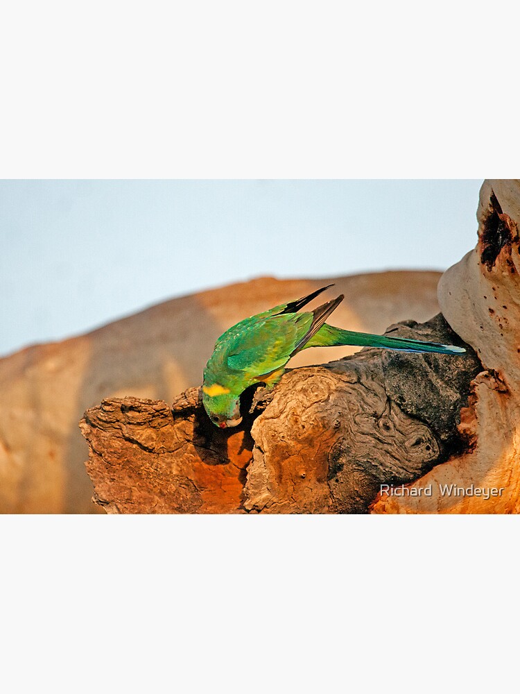 Port Lincoln Parrot by RICHARDW