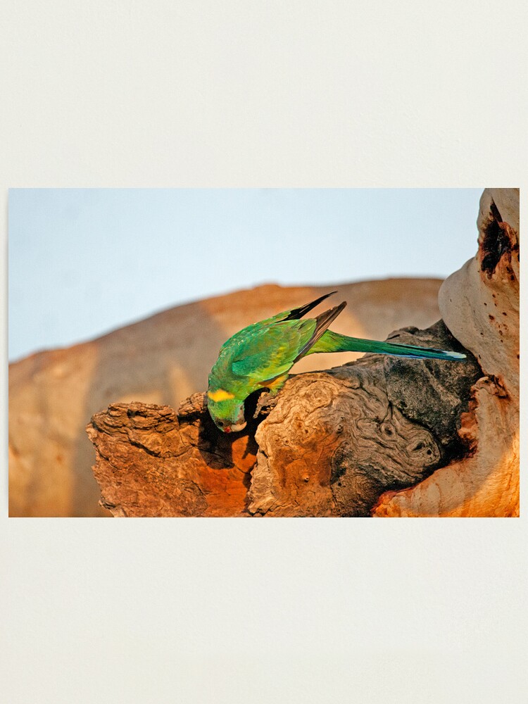 Alternate view of Port Lincoln Parrot Photographic Print