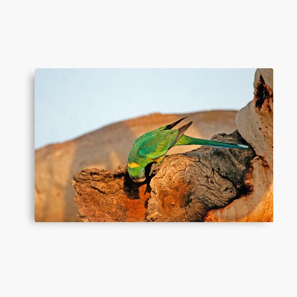 Port Lincoln Parrot Canvas Print