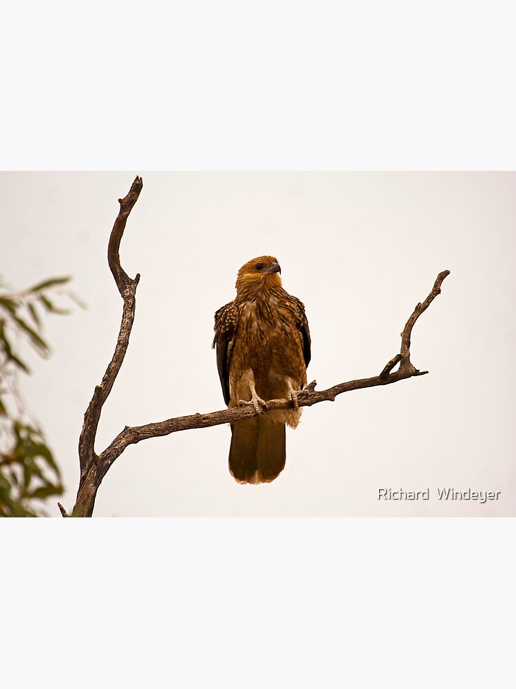 Whistling Kite by RICHARDW