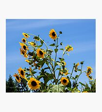Busy Bees Photographic Print