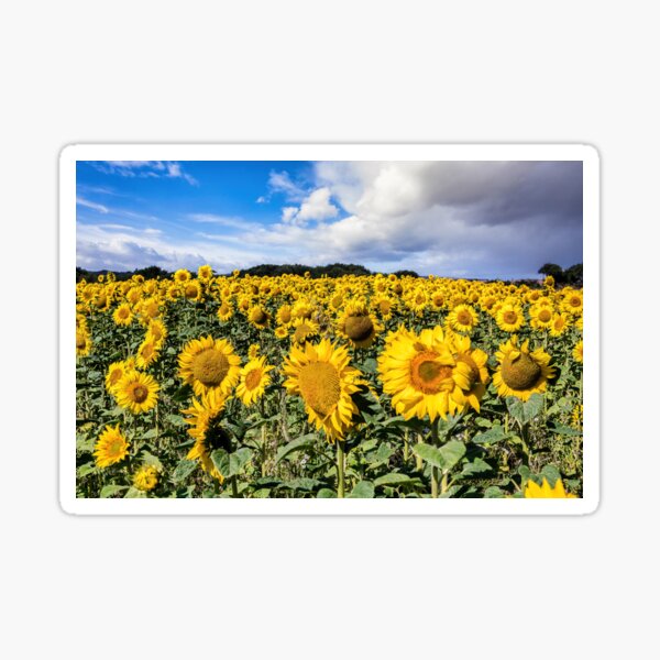 Field Of Sunflowers With A Blue Sky And Clouds Sticker